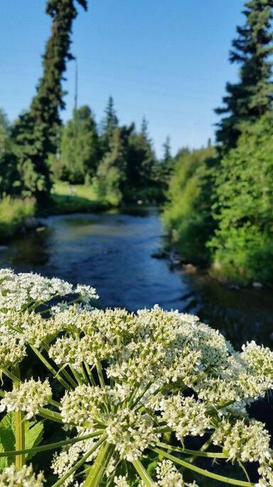 Moose Meadows- Near The Airport, Centrally Located Anchorage Esterno foto